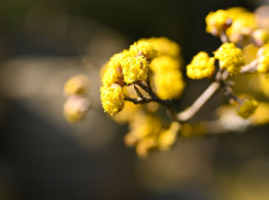 Необычные желтые «облачка» распустились в Японском саду