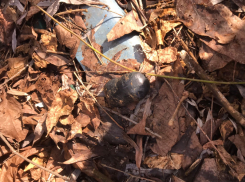 Краснодарцу грозит пожизненное за попытку сбыта более килограмма наркотиков