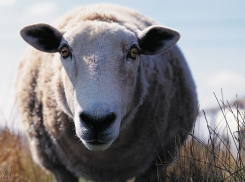 На Кубани похитителя барана нашли по татуировке