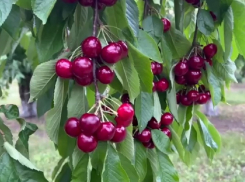 Олег Дерипаска показал черешневые сады в Краснодарском крае