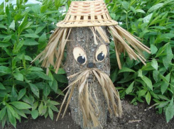 Все пни за 1,2 миллиона скоро исчезнут из Западного округа Краснодара