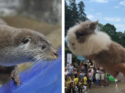 «Вангуют, как боги»: Итоги новых матчей ЧМ-2018 предсказали сочинские оракулы