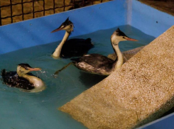 «Всего выживает порядка 30%»: в Госдуме рассказали о судьбе пострадавших от мазута в Анапе птиц