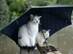 Под зонтиком пройдет 6 января для жителей Кубани