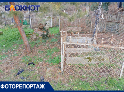 Всесвятское кладбище в Краснодаре усыпано мёртвыми воронами
