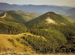 Экологи: Новороссийский лес исчезнет через 20 лет