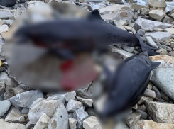 Дельфины массово выбросились на берег после разлива мазута в Краснодарском крае