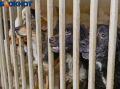 Приют для собак под Краснодаром закончат к августу