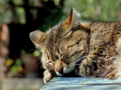  Жаркая и сухая погода ожидается на Кубани 