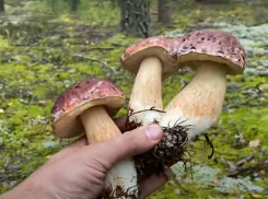 В Краснодарском крае назвали растущие в июне ядовитые грибы