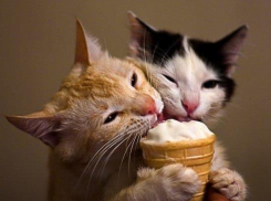 Жара на Кубани: столбики термометров достигли 27 градусов