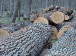 Мужчину могут посадить на 7 лет за незаконную вырубку деревьев