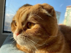 Кота-депутата за 10 миллионов рублей продают в Краснодаре