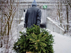 В Курганинском районе нашли похитителя корейской пихты