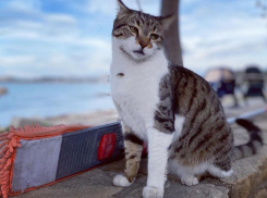В Краснодаре будет тепло и туманно