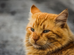 Дождей на Кубани не ожидается 