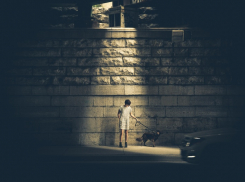 В Краснодаре на отлов бездомных животных за год потратят почти 20 млн рублей