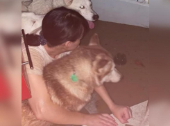 В Джубге затопило дом с беременной хозяйкой и 16 хаски