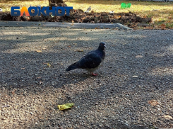 Голуби массово гибнут в трёх муниципалитетах Кубани