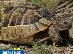 «Зверье моё»: почему нельзя держать дома черепаху Никольского