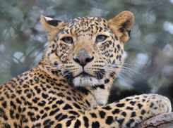В Сочи в дикую природу выпустят леопардов Ахуна и Викторию 