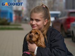Обжорство, зависимость от хозяев и любопытство: краснодарцам раскрыли правду о содержании кокер-спаниеля