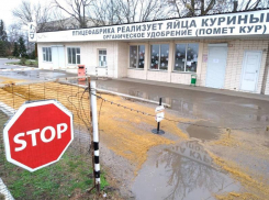 Более 70 тысяч птиц погибли из-за вспышки гриппа на Кубани