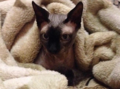 Ждать ли на Кубани крещенских морозов