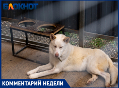 Краснодарский политолог: «Чиновникам важнее Волгоград в Сталинград переименовать, чем проблему с бездомными собаками решить»