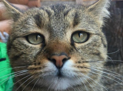 Опять 25: дожди на Кубани продолжаются