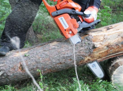 Бдительная соседка «сдала» двух незадачливых воров одной бензопилы