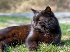 В Краснодарском крае потеплеет