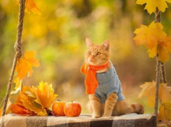 Погода на Кубани в воскресенье: в крае дождливо, в Краснодаре сухо