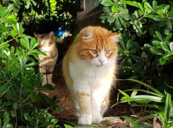 В Краснодарском крае похолодает