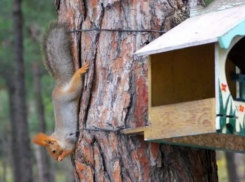 Под Геленджиком поселились 20 белок из Ленинградской области