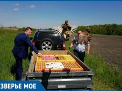 В Краснодарском крае пополнили популяцию фазанов