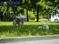 От укусов собак, бобров и хомяков на Кубани пострадали 19 тысяч человек