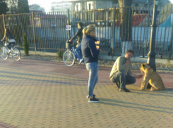 «Пьяный» сочинец с замученным львенком на поводке возмутил горожан