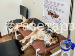 Под Краснодаром живодер до смерти забил своего пса ногами