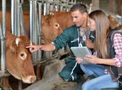  Почти миллион подсобных хозяйств обнаружили на Кубани 
