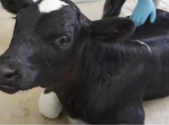 В Краснодарском крае впервые клонировали корову