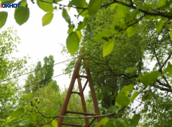 Главное в Краснодаре сегодня, 19 июля: надоедающий звук, долгожданная школа, почетный председатель и очень дорогой щенок