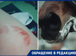 Лошадь с признаками бешенства укусила ребенка в Геленджике 