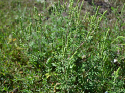 «Сначала косим, затем ищем собственника»: в Краснодаре решили оперативнее бороться с амброзией