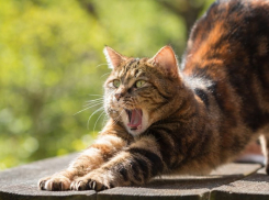  Сухо и по-летнему тепло будет на Кубани 