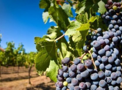  На Кубани засадили 2000 га новыми саженцами виноградника 