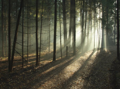 Сочинские спасатели на носилках вынесли женщину из леса 