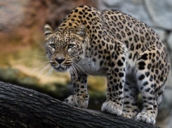 На Кубани возбудили дело на бизнесмена за содержание редкого леопарда в зоопарке