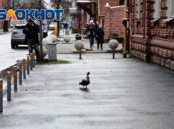 В Краснодаре утка вышла за помощью к людям 