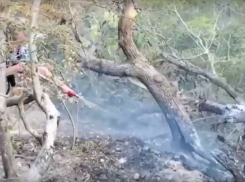 Площадь лесного пожара в Геленджике увеличилась до 118 га